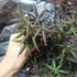 Kép 4/8 - Acer palmatum 'Starfish'