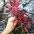 Kép 5/8 - Acer palmatum 'Starfish'