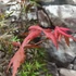 Kép 6/8 - Acer palmatum 'Starfish'
