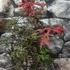 Kép 3/8 - Acer palmatum 'Starfish'