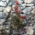 Kép 2/8 - Acer palmatum 'Starfish'