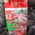 Kép 8/8 - Acer palmatum 'Starfish'