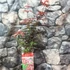 Kép 7/8 - Acer palmatum 'Starfish'