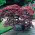 Kép 1/7 - Acer palmatum 'Dissectum atropurpureum'