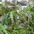 Kép 4/7 - Acer palmatum 'Dissectum atropurpureum'