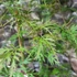 Kép 6/7 - Acer palmatum 'Dissectum atropurpureum'