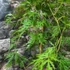 Kép 7/7 - Acer palmatum 'Dissectum atropurpureum'