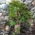 Kép 2/7 - Acer palmatum 'Dissectum atropurpureum'