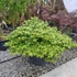 Kép 1/7 - Acer palmatum 'Little Princess'