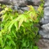 Kép 4/7 - Acer palmatum 'Little Princess'