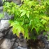 Kép 6/7 - Acer palmatum 'Little Princess'