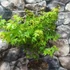 Kép 7/7 - Acer palmatum 'Little Princess'