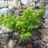 Kép 3/7 - Acer palmatum 'Little Princess'