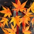 Kép 1/6 - Acer palmatum 'Sango Kaku'