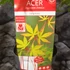 Kép 6/6 - Acer palmatum 'Sango Kaku'