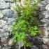 Kép 3/6 - Acer palmatum 'Sango Kaku'