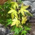 Kép 4/6 - Acer palmatum 'Sango Kaku'