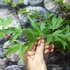 Kép 5/6 - Acer palmatum 'Sango Kaku'