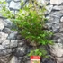 Kép 2/6 - Acer palmatum 'Sango Kaku'