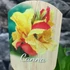 Kép 7/7 - Canna Madeira, jelenleg rizómát értékesítünk