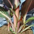 Kép 6/21 - Canna Durban, több töves erős növények