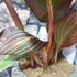 Kép 4/21 - Canna Durban, több töves erős növények