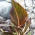 Kép 3/21 - Canna Durban, több töves erős növények