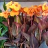 Kép 8/21 - Canna Durban, több töves erős növények