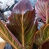 Kép 11/21 - Canna Durban, több töves erős növények