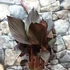 Kép 5/15 - Canna Wyoming