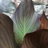 Kép 6/15 - Canna Wyoming