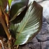 Kép 3/15 - Canna Wyoming
