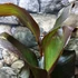 Kép 2/15 - Canna Wyoming
