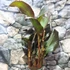Kép 4/15 - Canna Wyoming