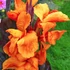 Kép 1/15 - Canna Wyoming