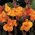 Kép 8/15 - Canna Wyoming