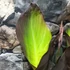 Kép 9/15 - Canna Wyoming
