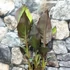 Kép 10/15 - Canna Wyoming