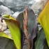Kép 11/15 - Canna Wyoming