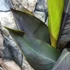 Kép 12/15 - Canna Wyoming