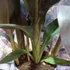 Kép 13/15 - Canna Wyoming