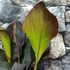 Kép 14/15 - Canna Wyoming