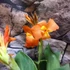 Kép 7/10 - Canna Mango, több töves, erős növények