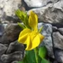 Kép 3/13 - Canna 'Yellow Sun' erős, több töves növények