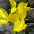 Kép 7/13 - Canna 'Yellow Sun' erős, több töves növények