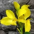 Kép 6/13 - Canna 'Yellow Sun' erős, több töves növények