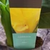 Kép 13/13 - Canna 'Yellow Sun' erős, több töves növények