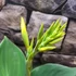 Kép 9/13 - Canna 'Yellow Sun' erős, több töves növények