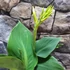 Kép 11/13 - Canna 'Yellow Sun' erős, több töves növények