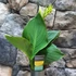 Kép 12/13 - Canna 'Yellow Sun' erős, több töves növények